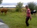 Postrach krów w oborze