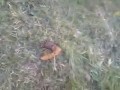 Co robią wieśniaki jak zobaczą kupę
