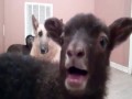 Yeah lamb!