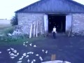 Pan i Władca drobiu ...
