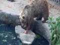 Niedźwiedź ratuje tonącego kruka
