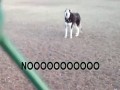 Husky nie zamierza iść do domu