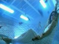 Ivan i Delfin - Czarne oczy