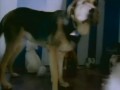 The Dandy Warhols - Smoke It