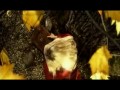 Leaves Eyes - Elegy