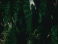 Tanya Donelly - Im Keeping You