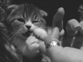 Omnomnom
