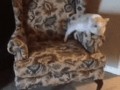 Kot