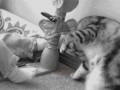 Meow