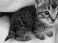 Meow