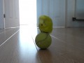 Papuga