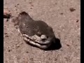 Wtf