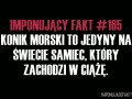 Konik morski