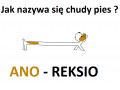 Reksio  suchar