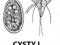 Cysty i trofozoity
