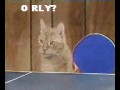 Orlycats
