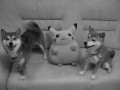 Dogs and pica
