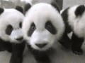 Pandy 