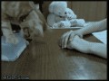 Human give me food