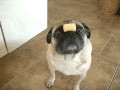 Szybki pies