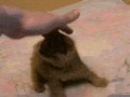 Kitty 1
