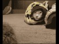 Snakecat