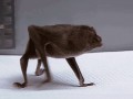 Nietoperek