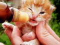 Kittie
