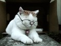 Cat the profesor