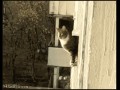Pro ninja cat