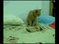 Znowu koty
