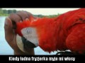 ładna fryzjerka