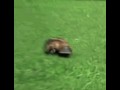 Platypus
