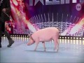 Świnia w Mam Talent 