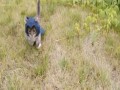 Assassin cat 