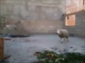 Stolik mu nie pomógł