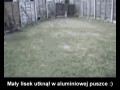 Ratunek małego liseła