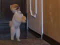 Oppa gangnam style