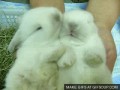 Bunniez