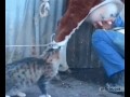 Kot pije mleko prosto od krowy