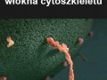 Kinezyna białko motoryczne ciągnie pęcherzyk wzdłuż włókna cytoszkieletu