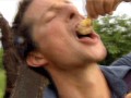 Bear eating larva