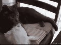 Cat ftw