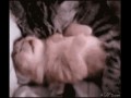 Najsłodszy gif ever