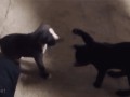 Szczeniak vs koteł