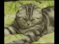 Sleepy cat
