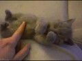 Awww