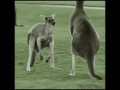 Kangooballsack