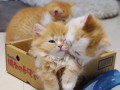 Witamy 