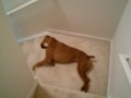 Haha